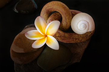 Flower frangipani or plumeria,pebble and shell on water