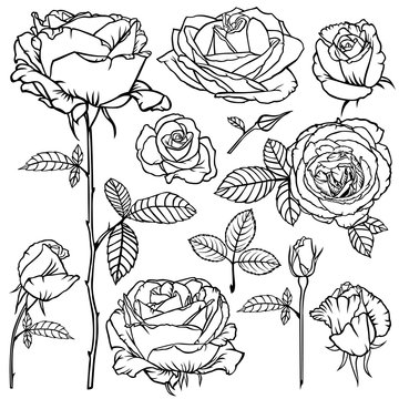 Contour beautiful roses flower set