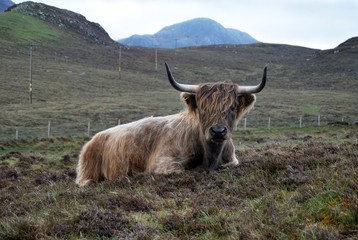 highland cattle