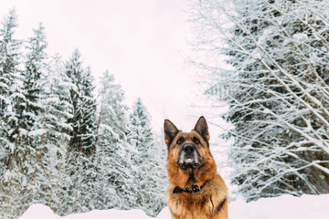 German Shepherd dog on walk winter