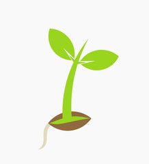 Young plant seedling