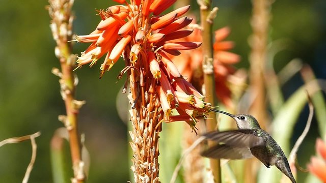 Slow Motion (120fps) Capture Of The Magnificent Hummingbird And Red Flower, Los Angeles