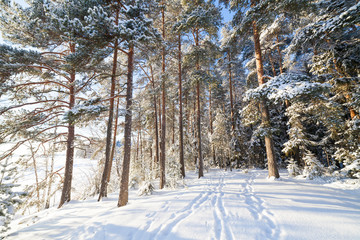 Sun shining through trees at lakeside winter