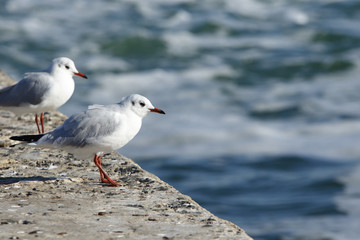 Two Gulls at the edge