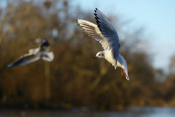 Black-headed Gull, Chroicocephalus ridibundus