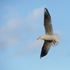 Black-headed Gull, Chroicocephalus ridibundus