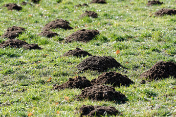 Monticules des taupes et rats taupiers