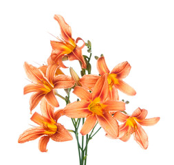 Fototapeta na wymiar bouquet of lilies on a white background