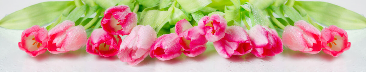  panorama with pink  tulips on white background.