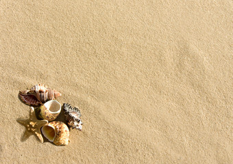 Fototapeta na wymiar cockleshells and starfish lie on beach sand