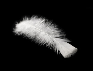 the feather of bird is white on a black background