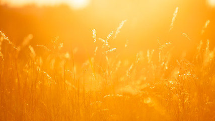 grasses backlit by the setting sun warm background. - obrazy, fototapety, plakaty