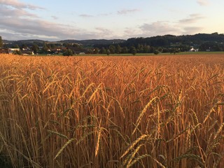 Bio Dinkelfeld bei Sonnenuntergang