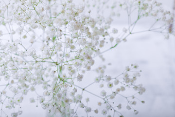 Gypsophila