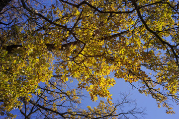 Obraz premium leaves on the trees