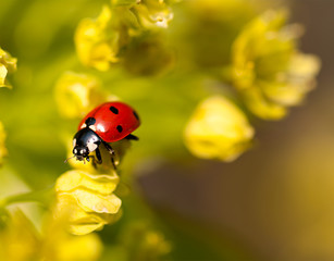 ladybug on flowers of linden wood