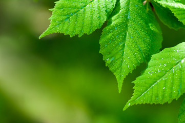  background of green leaves with drops