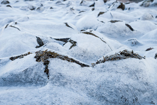 Braunalgen bedeckt mit Eis