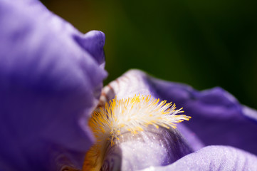 flower of iris macro