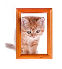 red kitten looks out from a wooden frame on a white
