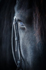 Fototapeta premium Oko konia fryzyjskiego
