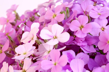 Fototapeta na wymiar Night flowers violet spring gentle background