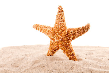 Fototapeta na wymiar sea star is on the sand on the white