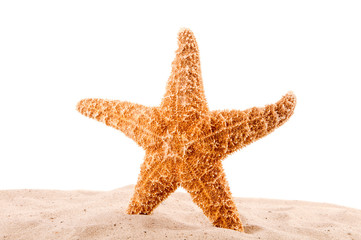 Fototapeta na wymiar sea star is on the sand on the white