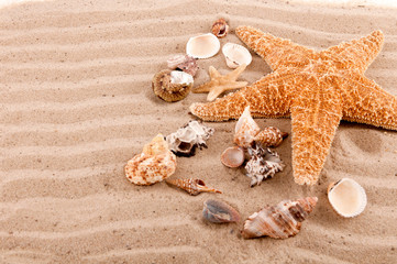 Fototapeta na wymiar background of seashells and starfish on the beach sand