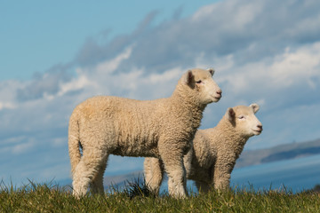 two alert lambs standing on pasture © Patrik Stedrak