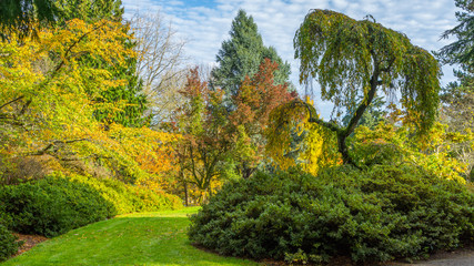 Fototapeta na wymiar Washington park arboretum, Autumn