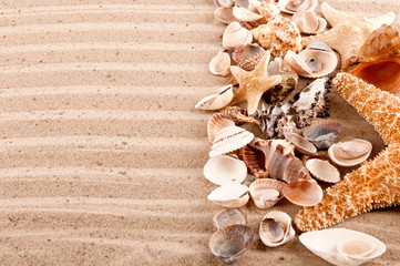 background of seashells and starfish on the beach sand