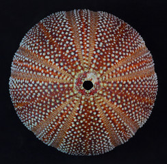 top view close up of echinus esculentus sea urchin - 101760806