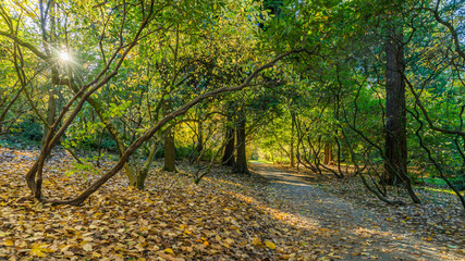 Naklejka premium Washington park arboretum, Autumn