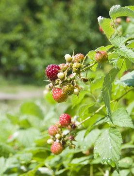 a raspberry growing on a bush