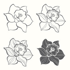Set of spring flowers narcissus isolated on white background.   - obrazy, fototapety, plakaty