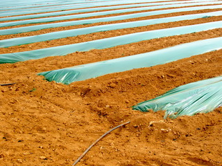 agricultural drill with plasticulture and drip irrigation