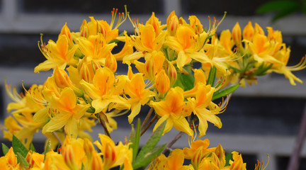 Yellow rhododendron flowers