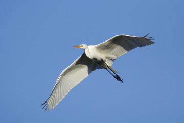 Great egret flying in blue sky