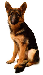 German Shepherd sitting