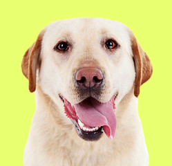 Cute labrador on yellow background