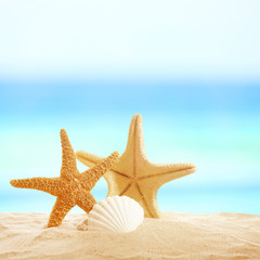 Obraz na płótnie Canvas Starfishes and shells on sandy beach