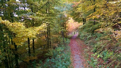 Herbstpfad