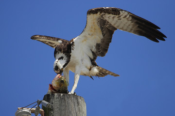 Osprey eating fish on a light pole