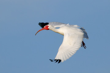 White Ibis flying in blue sky