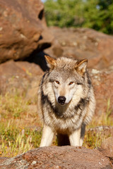Obraz premium Gray wolf (Canis lupus)