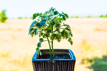 Little plant with country view