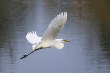 Great Egret (Ardea alba) in flight