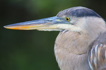 Portrait of Great Blue Heron. It is the largest North American h