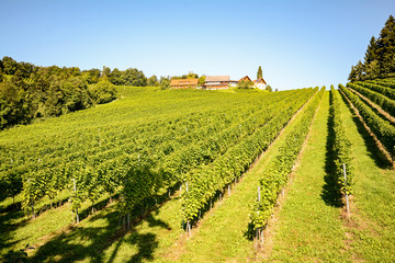 Fototapeta na wymiar Vineyards and winery along the South Styrian Wine Road in autumn, Austria Europe